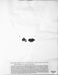 Toniniopsis aromatica image